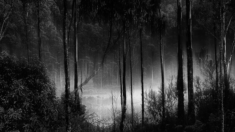 dark forest wallpaper, forest, fog, misty, camping ground, tree, plant, land, tranquility, growth