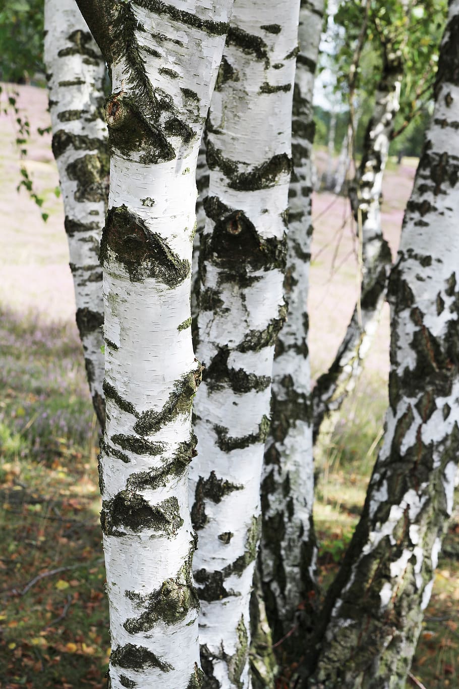 birch, trees, environment, nature, forest, close up, woods, trunks, germany, haltern