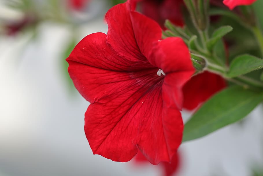 petunia, flower, flowers, nature, flora, red, summer, floriculture, one-year-olds, garden