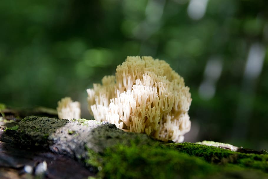 fungus, forest, hair, mushroom, wild, tree, closeup, nature, beautiful, background