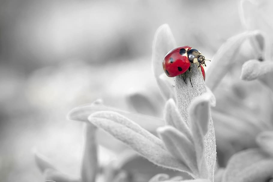selective, color photography, ladybird, flower, ladybug, insect, nature, beetle, animal themes, animal