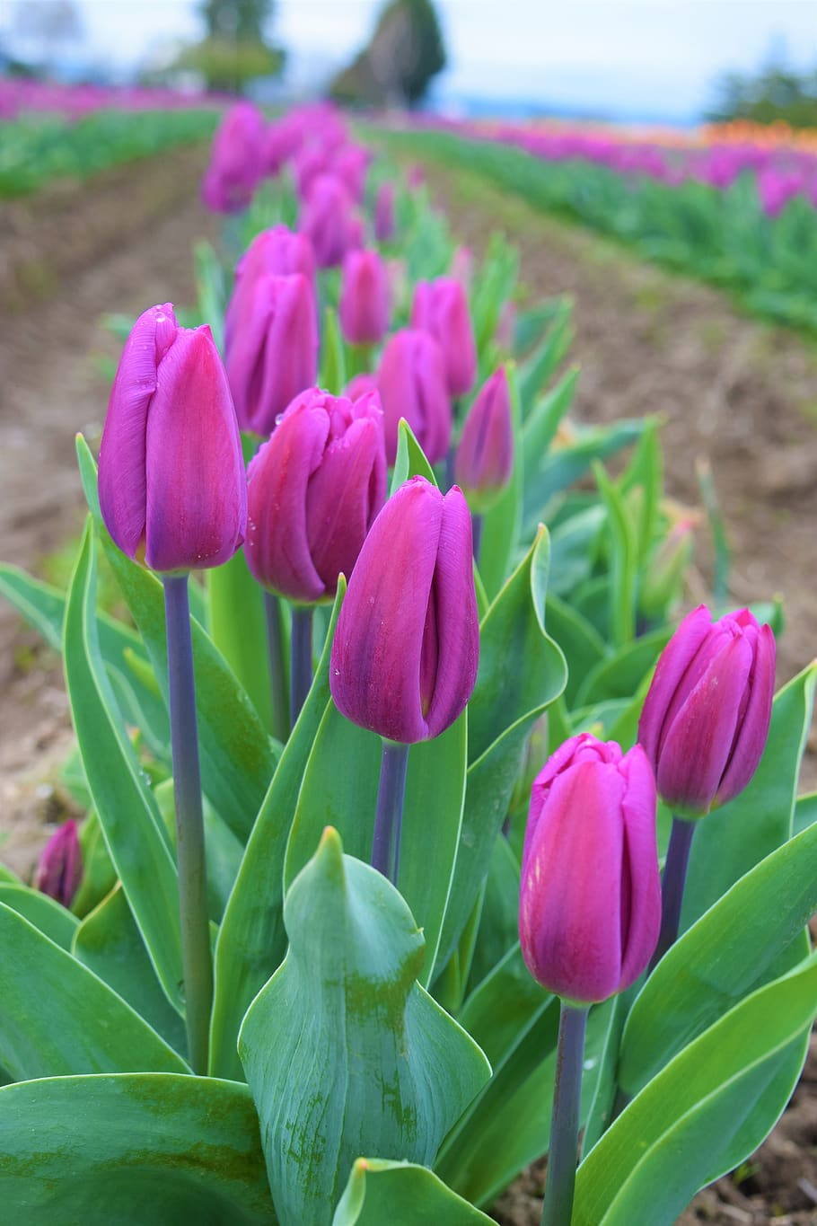 roxo, tulipas, campos, podem flores, natureza, beleza, perfeição, flor, planta com flor, planta