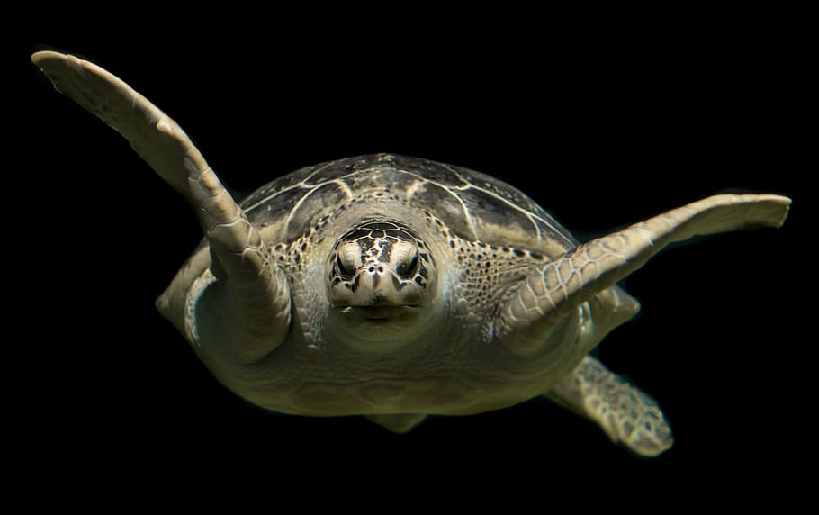 macro photography, sea turtle, turtle, green, sea, ocean, animal, wildlife, underwater, swimming