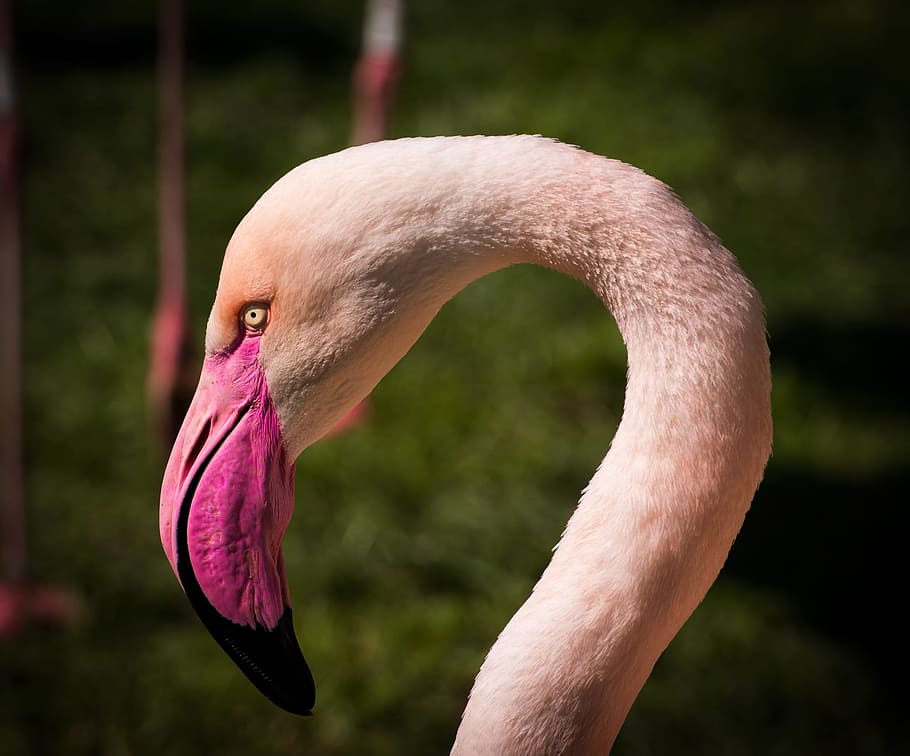 white swan, flamingo, animal, flamingos, pink flamingo, zoo, animals, nature, water bird, exotic