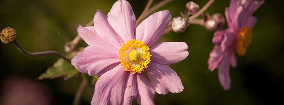 flower, pink, anemone, autumn, petal, japanese anemone, garden, plant, closeup, flora