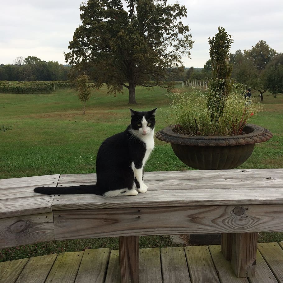 Winery, Kentucky, Cat, Countryside, dog, pets, animal, sitting, outdoors, cute