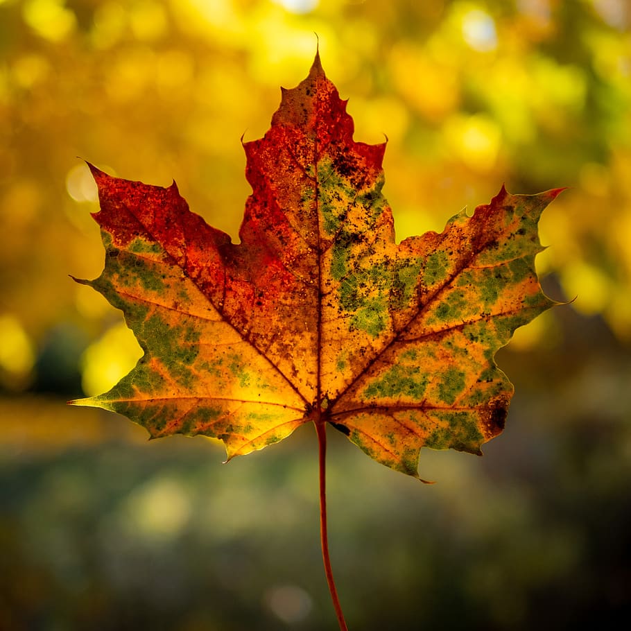 musim gugur, maple, daun, merah, tembus, kuning, warna, warna-warni, daun maple, alam