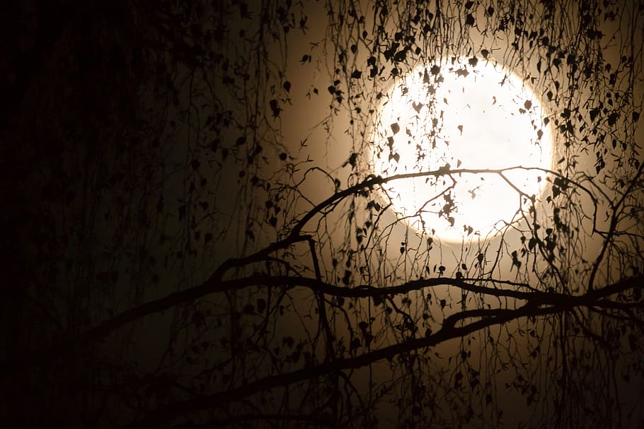 foto de luna llena, luna, siluetas, estética, luna llena, negro, primer plano, ramas, árbol, para collage