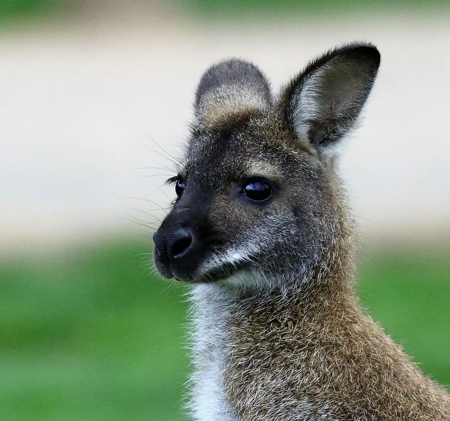 Wallaby, Kanguru, Hewan, Alam, mamalia, australia, margasatwa, melompat, kebun binatang, lingkungan