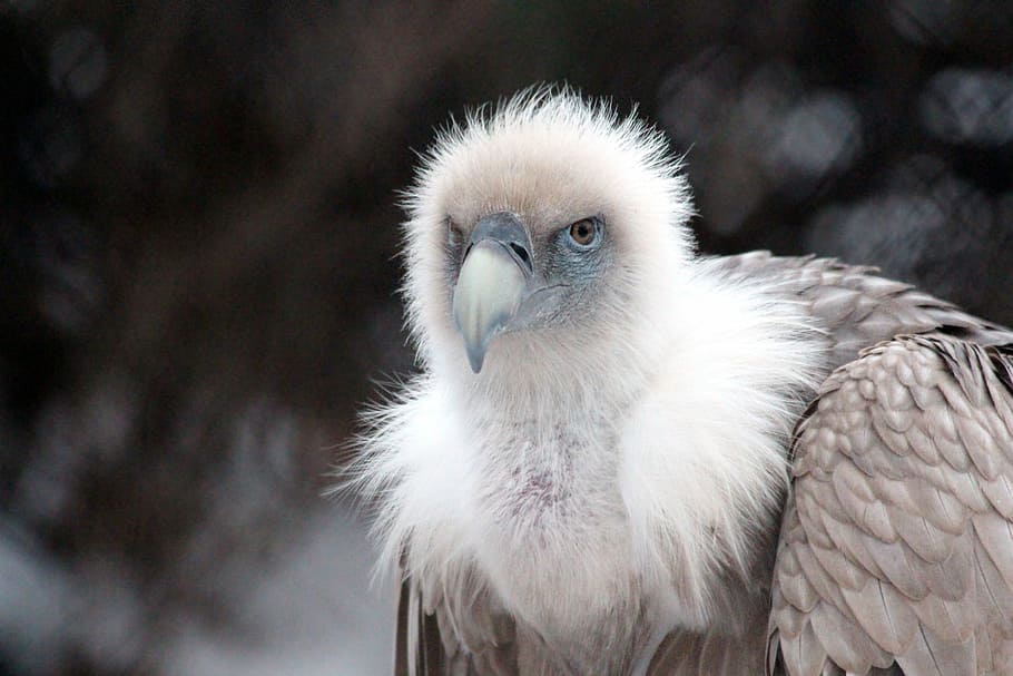 griffon vulture, birds, gyps fulvus, bird of prey, vulture, feathered race, zoo, animals, winter, snow