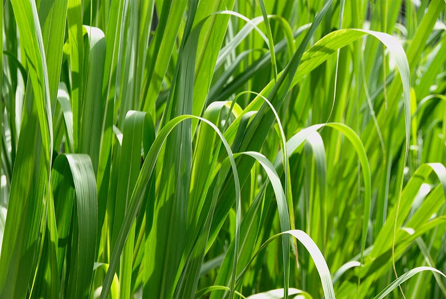 resolution, high, macro, grass, landscapes, nature, green color, plant, growth, beauty in nature