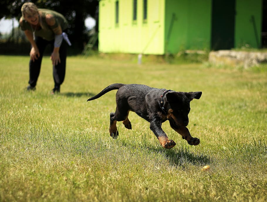 short-coated, black, tan, dog, running, green, graass, puppy, rottweiler, puppies