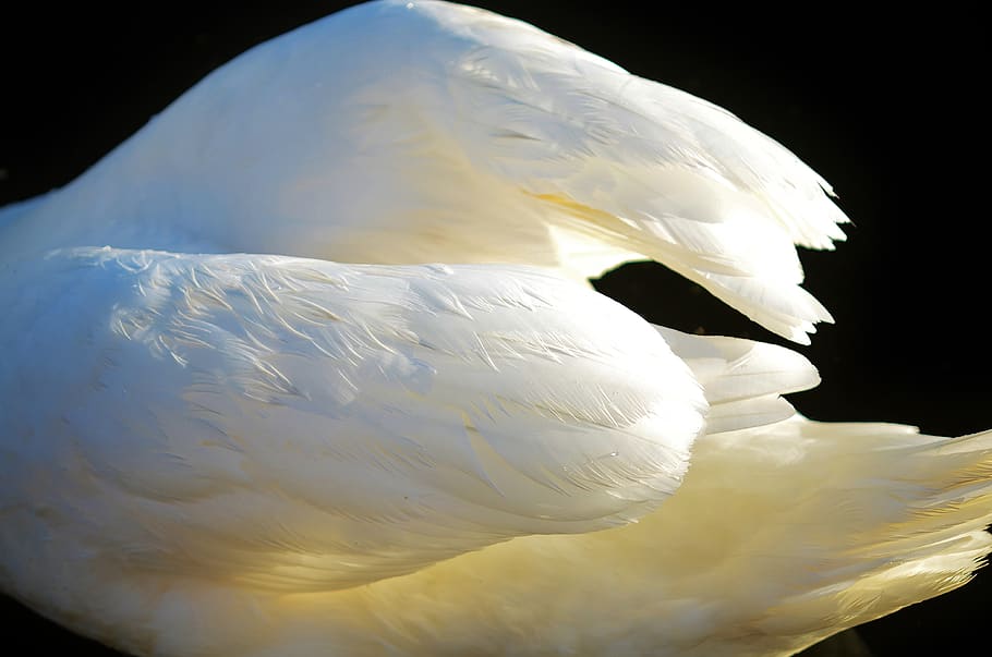 wing, animal, bird, wings, flying, white color, animal themes, animal wildlife, animals in the wild, swan