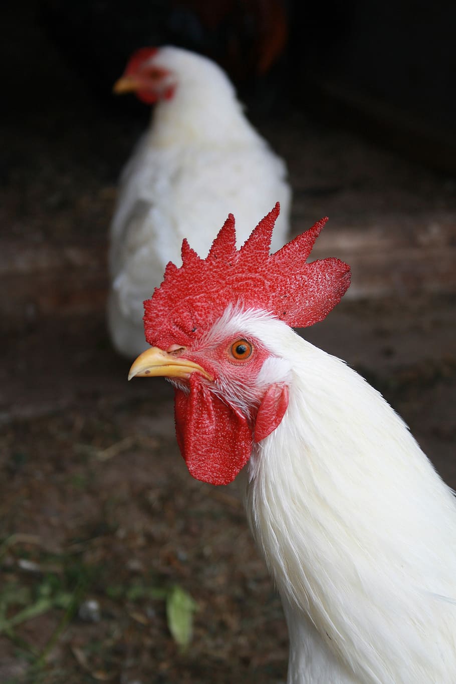 Animal, Hahn, Hen, Chickens, Gockel, cockscomb, chicken - bird, rooster, livestock, cockerel