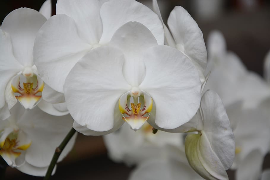 flowers white orchid, plant, offer, decoration, gift, christmas, festival, birthday, flowering plant, flower