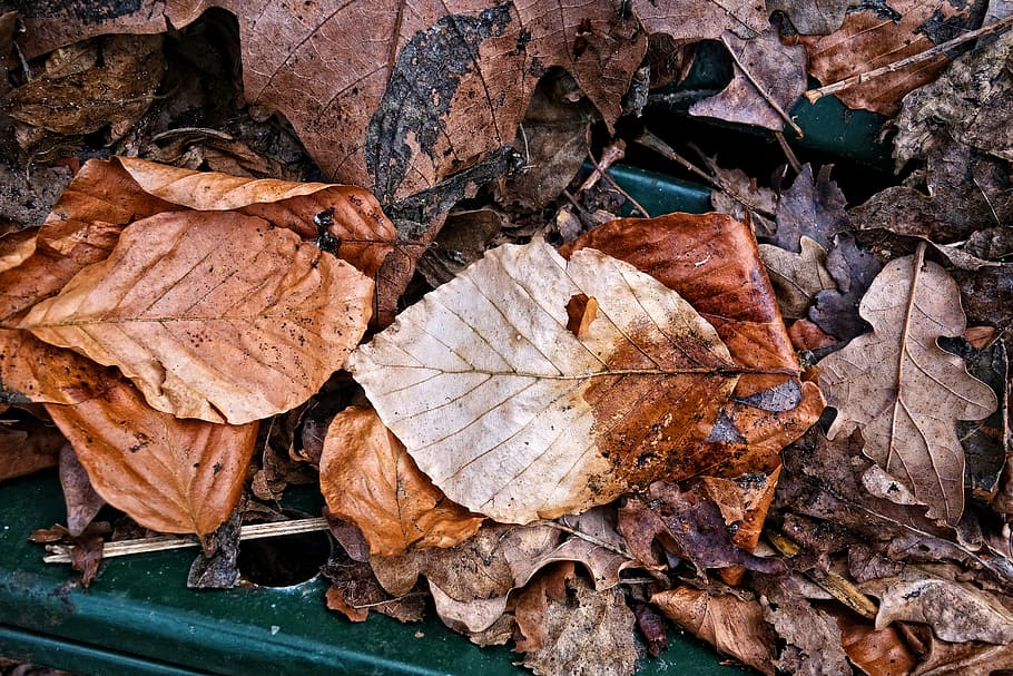 hoja muerta, hoja marrón, hoja caída, hoja seca, vena, patrón, seco, ceja, otoño, textura