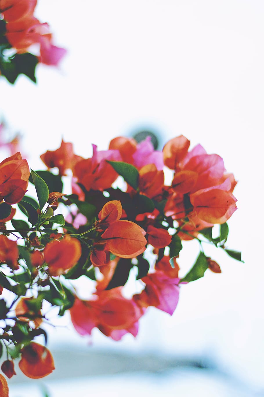 fotografía de primer plano, rojo, flores de pétalos, profundidad, campo, fotografía, naranja, magenta, buganvilla, flor