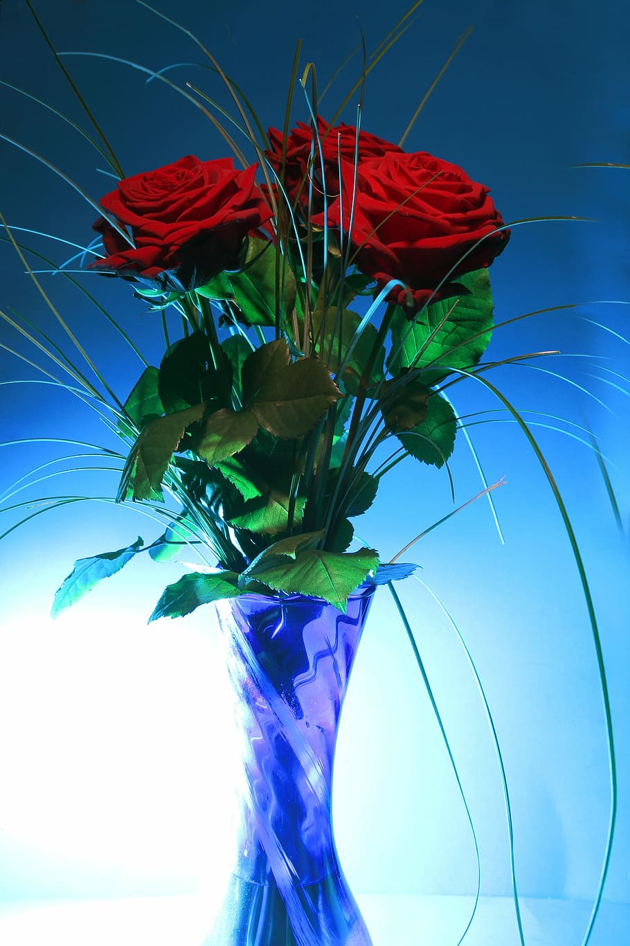 red roses, rose, vase, blue, light, back light, pink rose, salmon, flowers, rose blooms