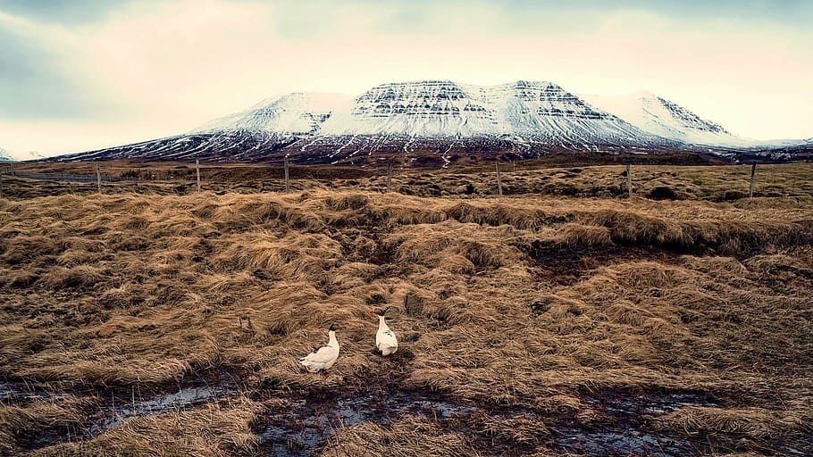 iceland, puffins, birds, landscape, snow, mountains, nature, outdoors, country, remote