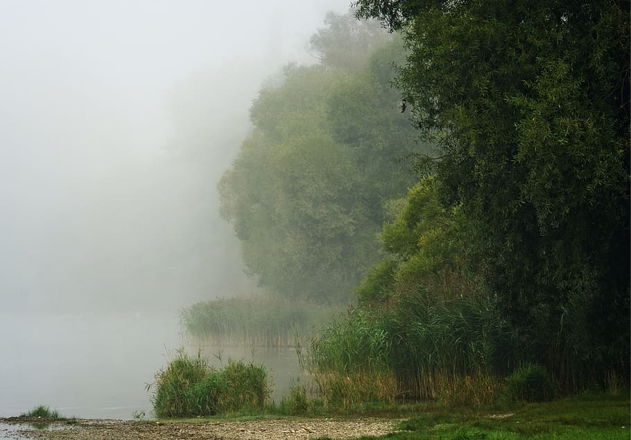 Bank, Fog, Water, Trees, Landscape, Lake, nature, waters, mood, mystical