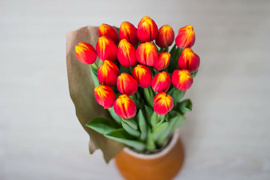 tulips, bouquet, women's holiday, bright, multi color, yellow, red, flowers, beautiful, beautiful flowers