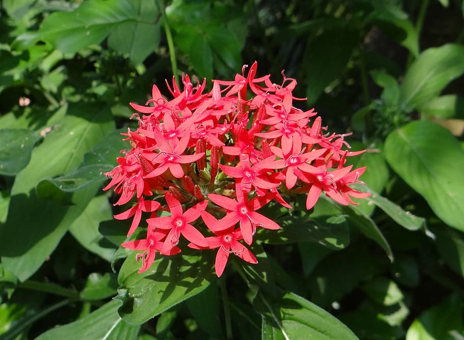 pentas, star flower, star cluster, pentas lanceolata, flower, red, rubiaceae, india, plant, flowering plant