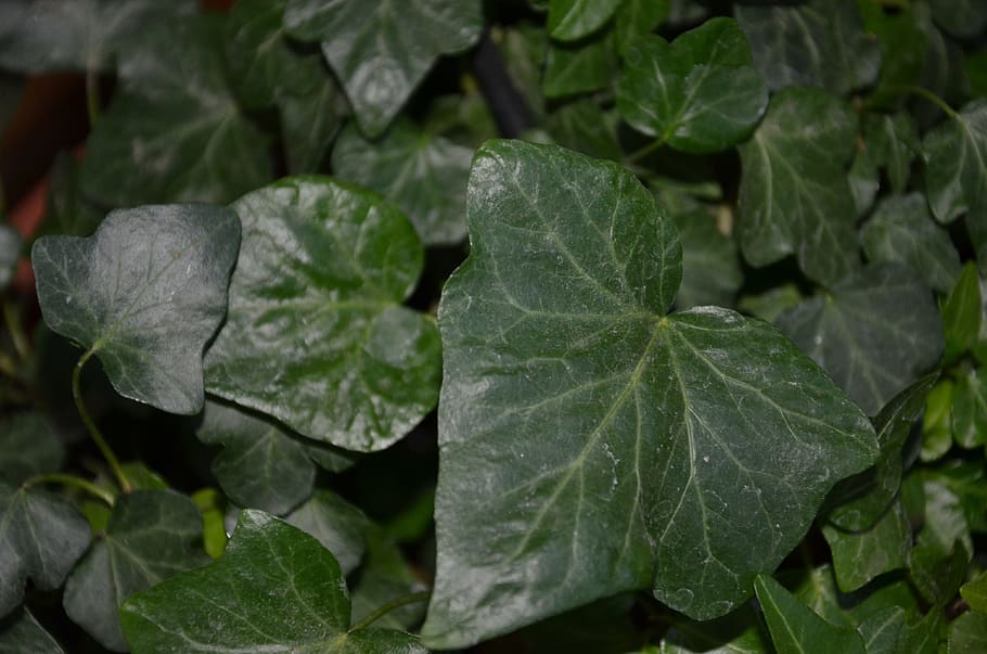 ivy, always green, nature, leaf, plant part, green color, plant, growth, close-up, freshness
