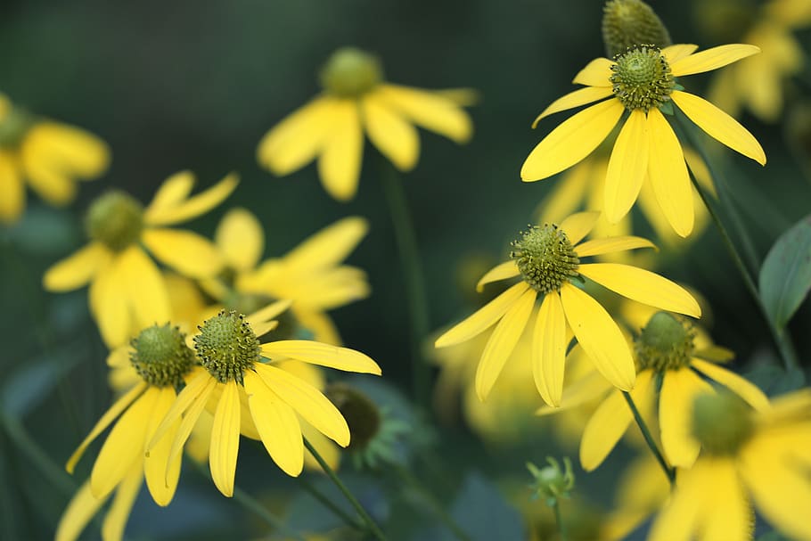 arnica, plant, flower, blooming, yellow petals, summer, nature, outdoor, flowering plant, yellow