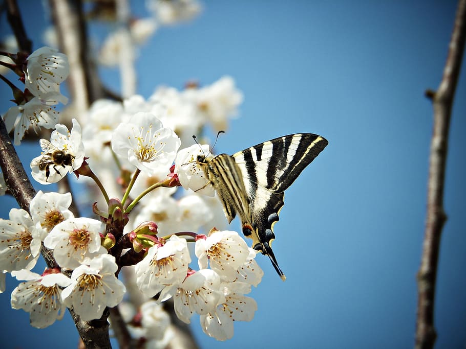 Mariposa, monarca, mariposa monarca, campo, cielo, flores, miel, néctar, naturaleza, primavera