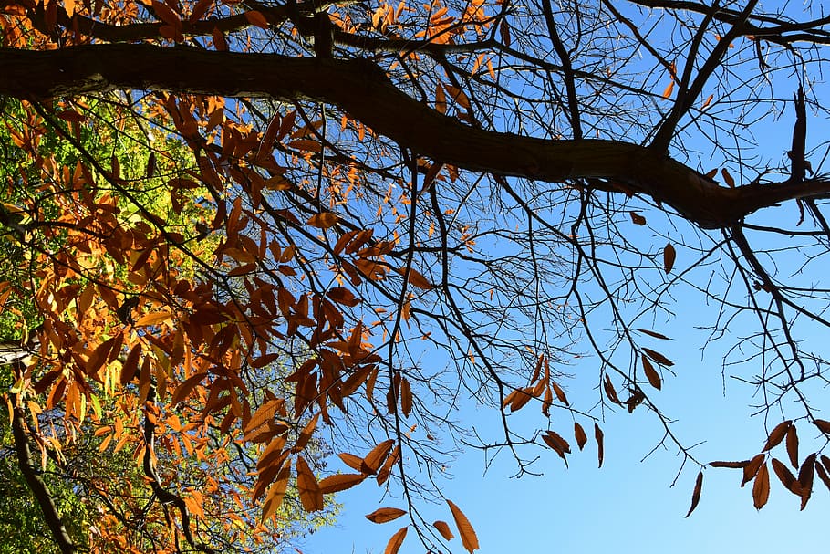 otoño, palo, árbol seco, árbol viejo, paisaje, naturaleza, colores de otoño, pasión, follaje seco, hojas