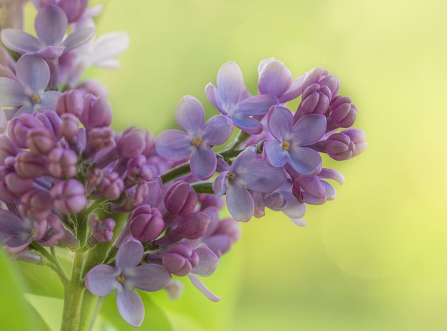 pink, hyacinth flowers, close-up photography, lilac, bush, ornamental shrub, common lilac, plant, blossom, bloom