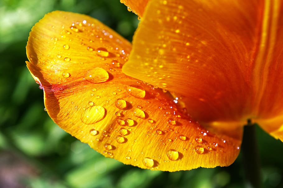 tumor amarillo, tulipán naranja, cerrar, primavera, flores, flor de primavera, flora, amarillo, naturaleza, tulipán