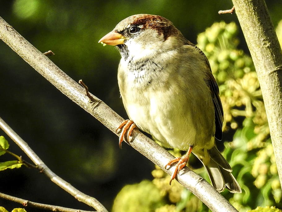 house sparrow, sperling, bird, songbird, garden bird, nature, animal, animal themes, vertebrate, animal wildlife