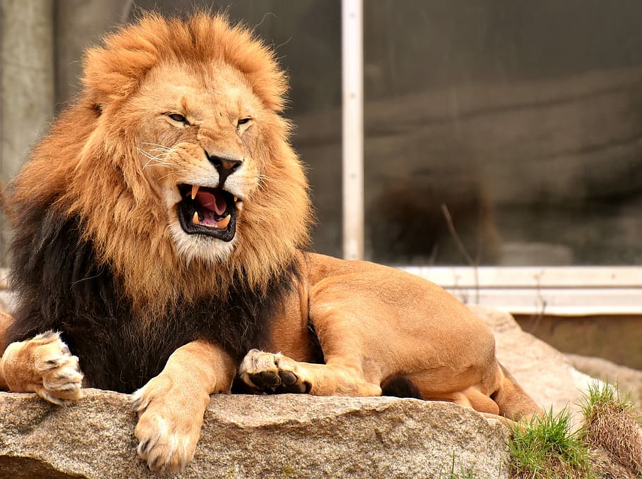 shallow, focus photography, lion, predator, dangerous, mane, cat, male,  zoo, wild animal | Pxfuel