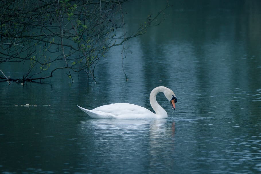 white, swan, body, water, daytime, water bird, swim, lake, pond, waters