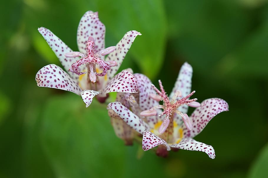 flora, flower, autumn, garden, toad lily, tricyrtis formosana, flowering plant, beauty in nature, vulnerability, plant
