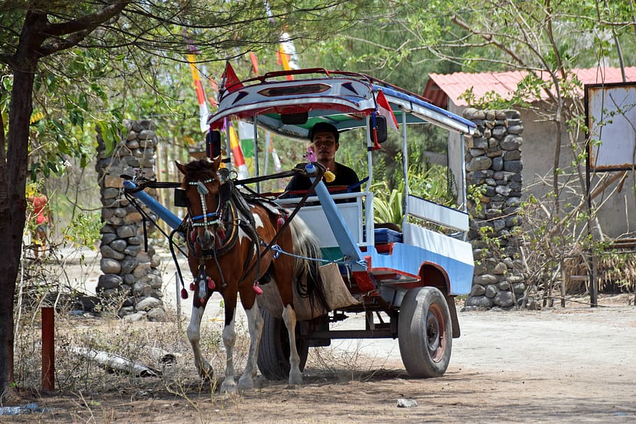 Indonesia, Travel, Gili Islands, sand road, coach, horse, horse drawn carriage, tree, transportation, riding