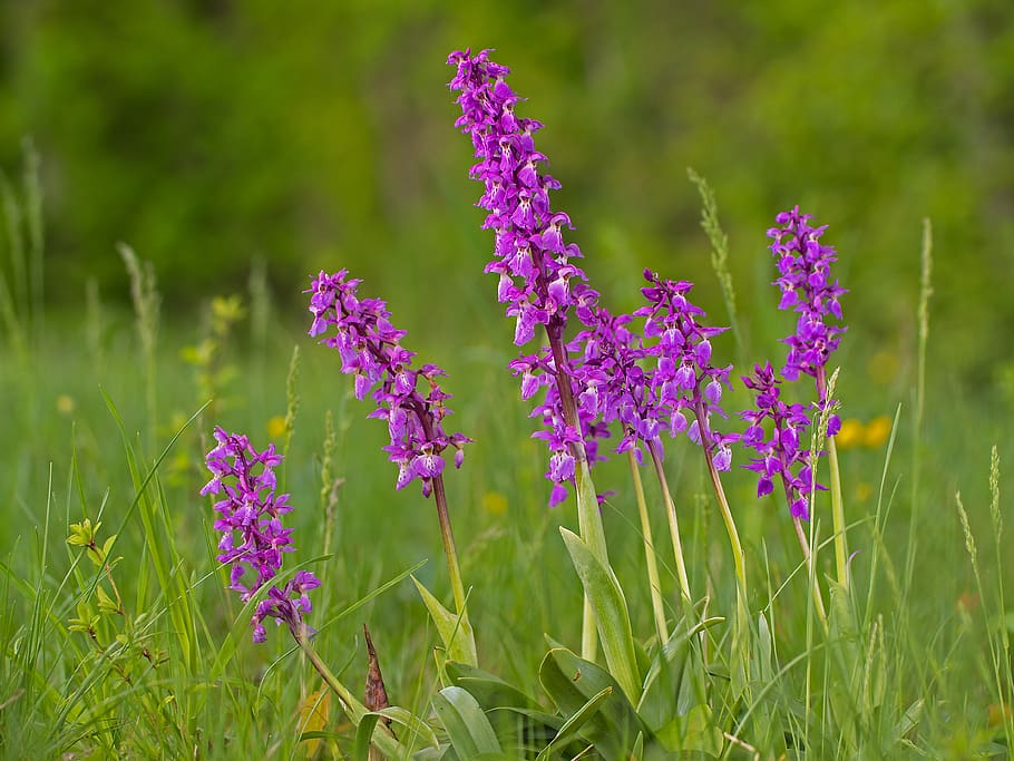 orchid, wild flower, inflorescence, pointed flower, purple, orchid like, wild plant, blossom, bloom, plant