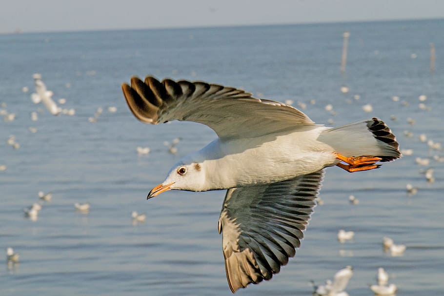 Birds, Seagull, pu, sea, water, animals in the wild, one animal, animal wildlife, nature, bird