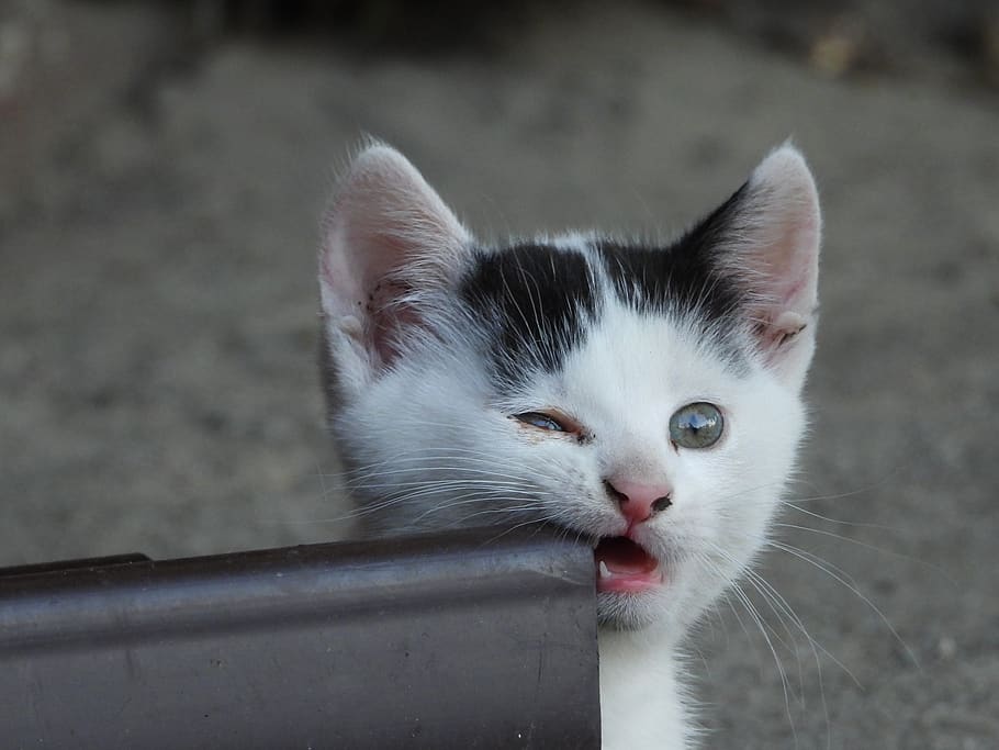 cat, dachowiec, kitten, kocurek, black and white, cat bites, with distrust, cat baby, cat's fangs, nature