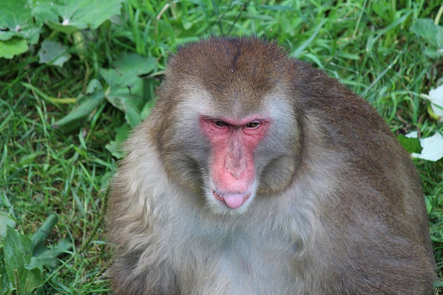 monkey, primate, macaque, mammals, nature, zoo, monkeys, animal, grimace, language