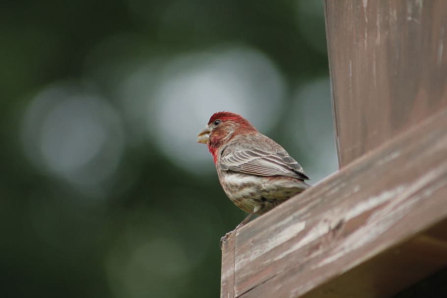 bird, nature, wildlife, outdoors, house finch, male house finch, wild, songbird, animal themes, one animal