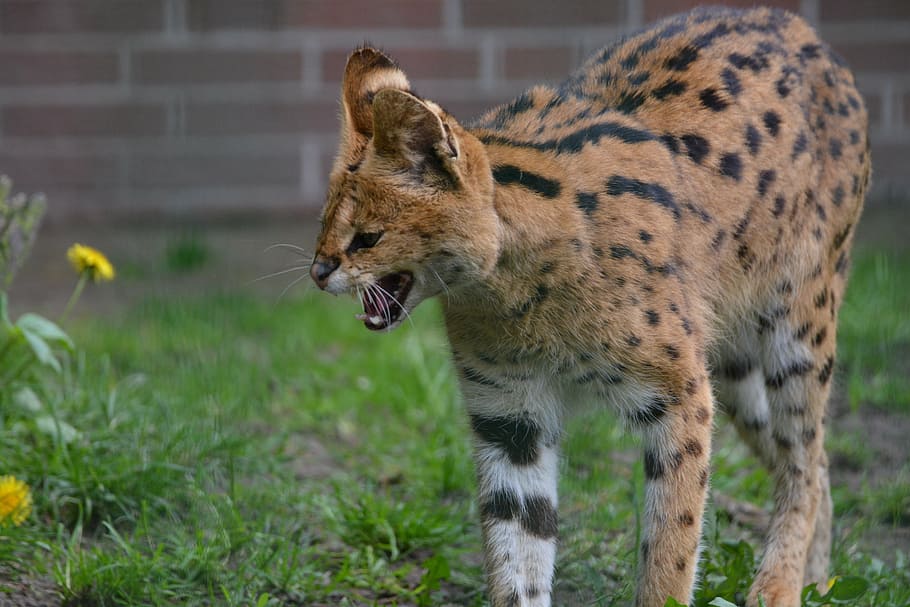 servals, kucing kecil, kucing liar, predator, mamalia, desis, margasatwa, karnivora, alam, hewan