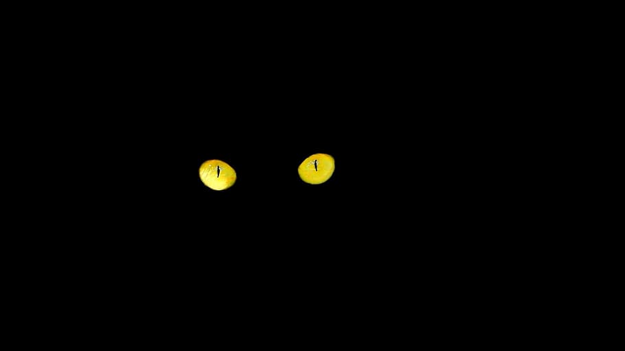 black, cat, eyes, night, yellow, black cat, cat's eyes, copy space, black background, dark