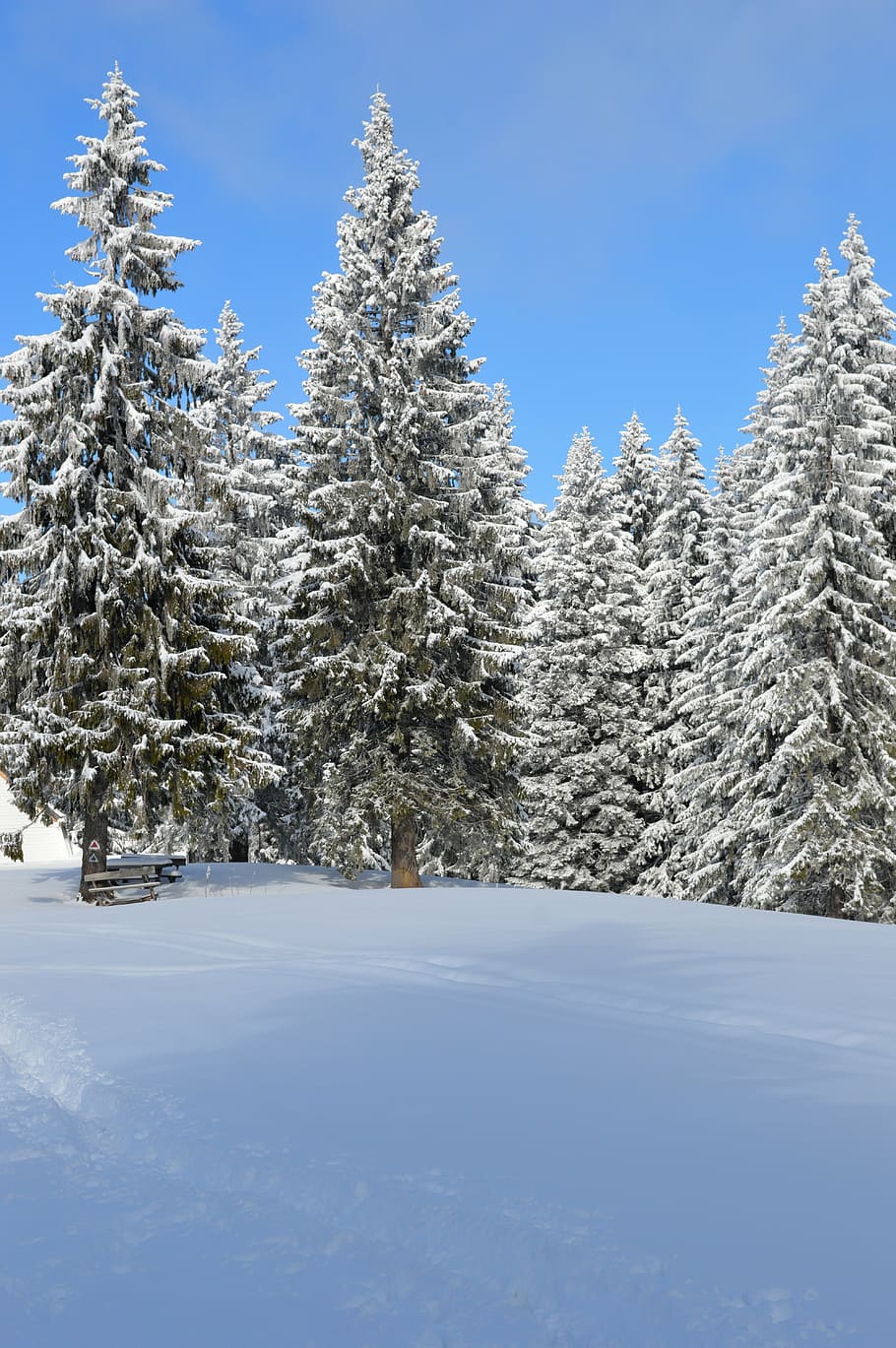 pine trees, snow, winter, scene, mountain, wonderland, forest, cold, outdoor, sunset