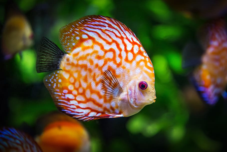 オレンジ, 白, 円盤投げの魚, 熱帯魚の一種aequifasciatus, 魚, 自然, 動物, 泳ぐ, 色, 淡水