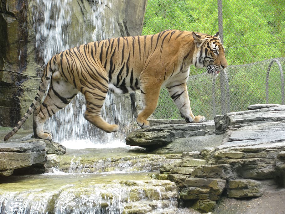 tiger, stripes, waterfall, cat, animal, wildlife, predator, mammal, carnivore, feline