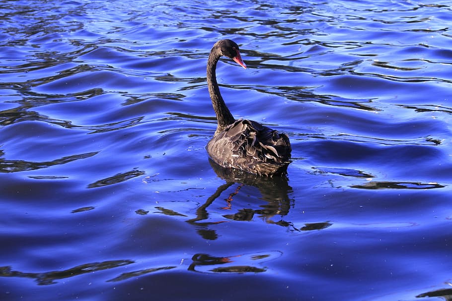 black, swan, swimming, waterbirds, looking back, floating, water, lake, waves, dark