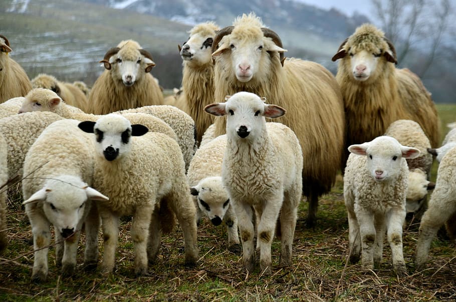 panorámica, fotografía, rebaño, ovejas, fotografía panorámica, cordero, escucha, campo, primavera, paisaje rural