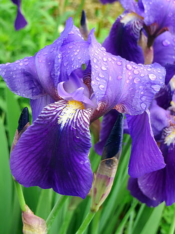 Página 2 | Fotos flor de iris morado libres de regalías | Pxfuel